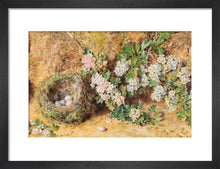 Load image into Gallery viewer, William Henry Hunt, Chaffinch Nest and May Blossom