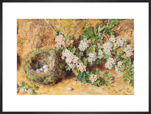 Load image into Gallery viewer, William Henry Hunt, Chaffinch Nest and May Blossom
