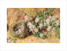Load image into Gallery viewer, William Henry Hunt, Chaffinch Nest and May Blossom