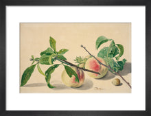 Load image into Gallery viewer, Michiel van Huysum, Still life with peaches and hazlenuts