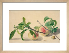 Load image into Gallery viewer, Michiel van Huysum, Still life with peaches and hazlenuts