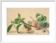 Load image into Gallery viewer, Michiel van Huysum, Still life with peaches and hazlenuts