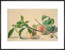 Load image into Gallery viewer, Michiel van Huysum, Still life with peaches and hazlenuts