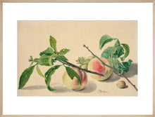 Load image into Gallery viewer, Michiel van Huysum, Still life with peaches and hazlenuts