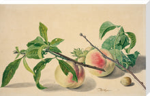 Load image into Gallery viewer, Michiel van Huysum, Still life with peaches and hazlenuts