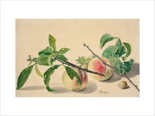 Load image into Gallery viewer, Michiel van Huysum, Still life with peaches and hazlenuts