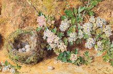 Load image into Gallery viewer, William Henry Hunt, Chaffinch Nest and May Blossom