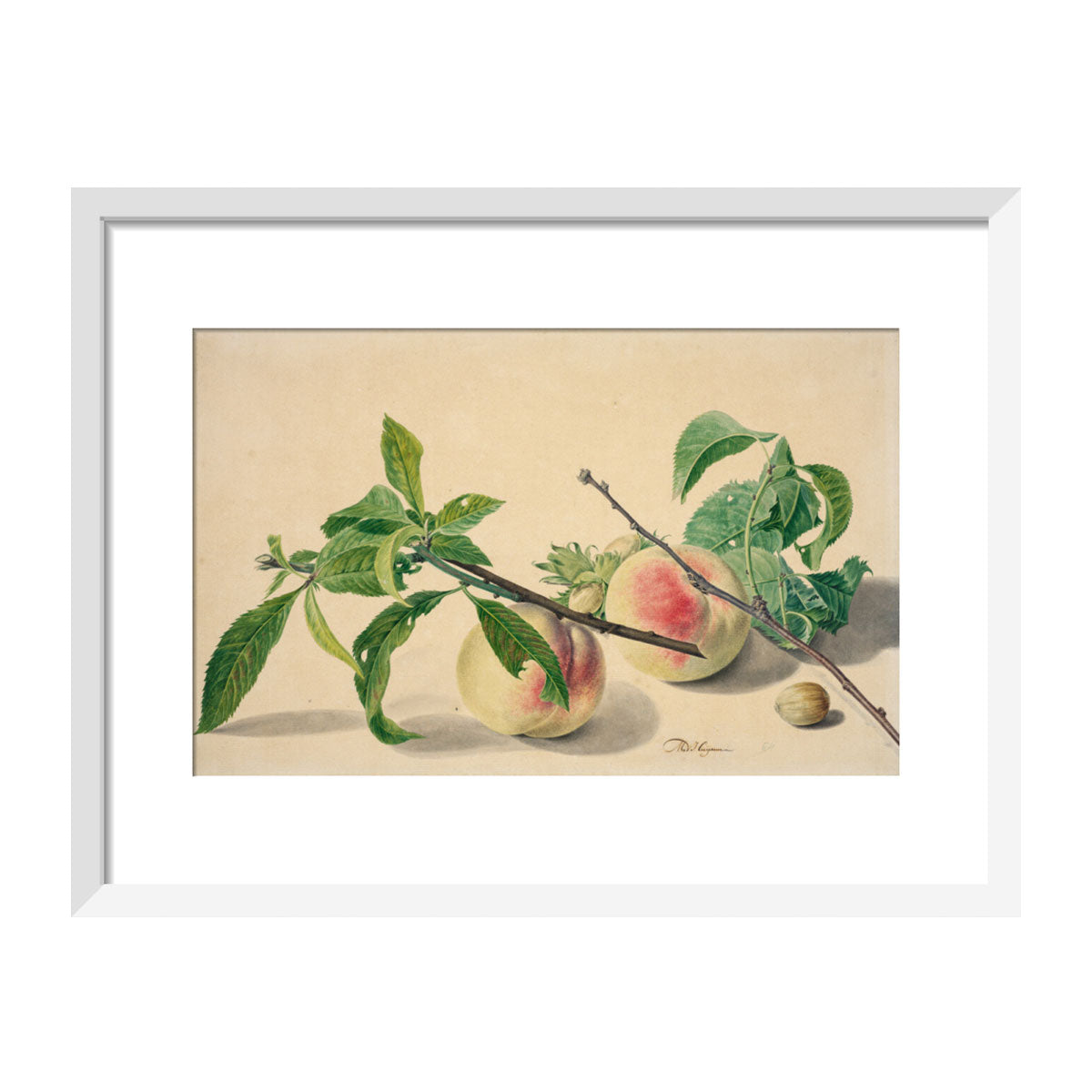 Still life with peaches and hazlenuts