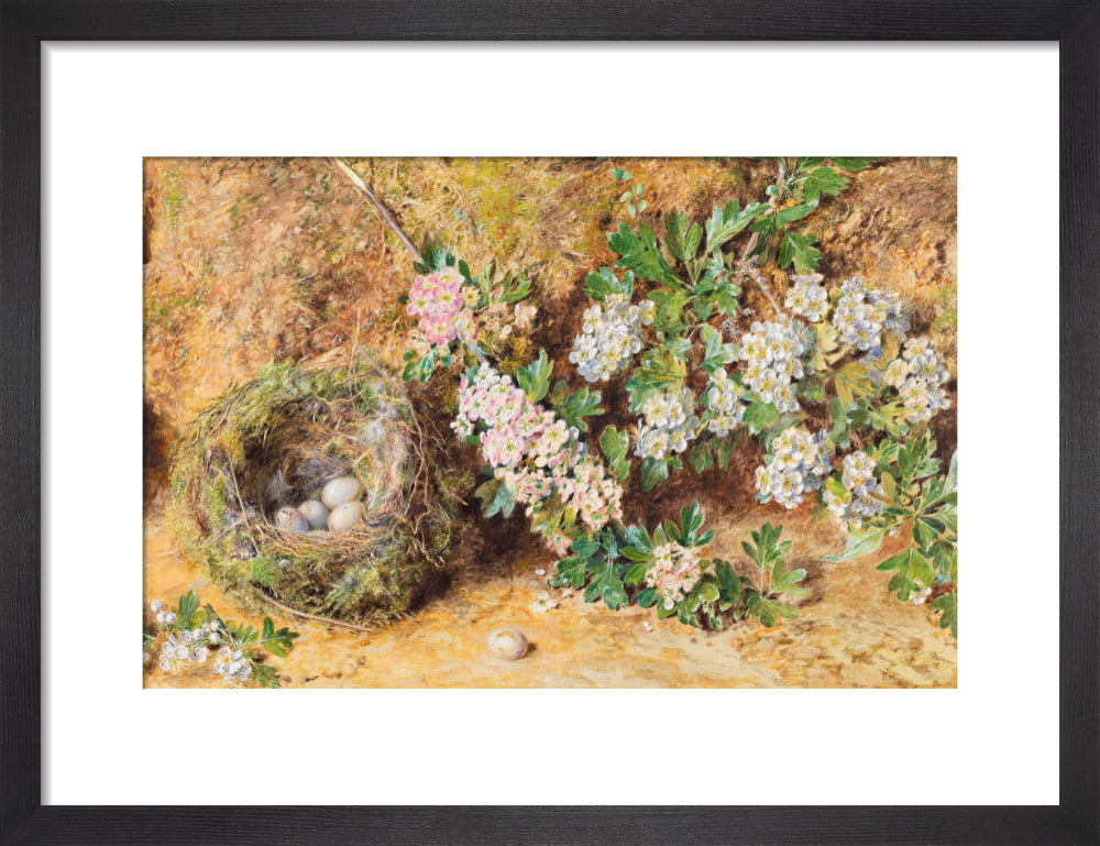 Chaffinch Nest and May Blossom (art print, small, black)