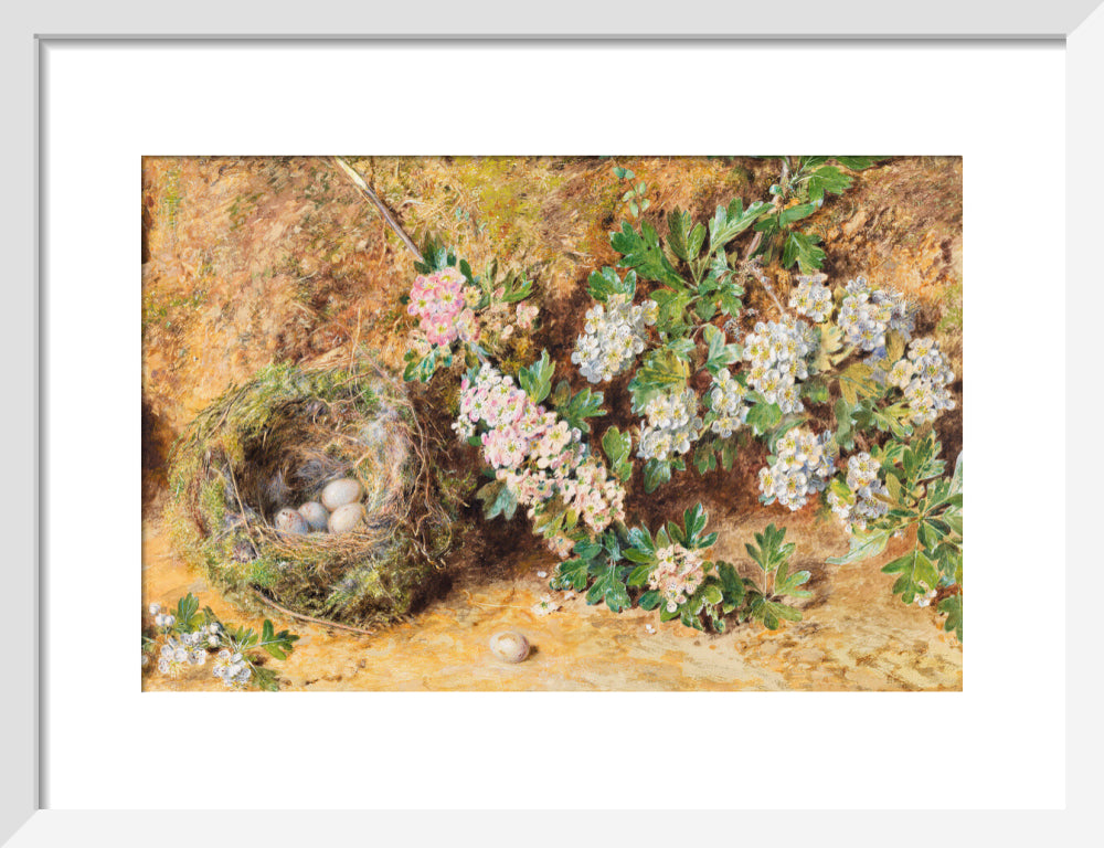 Chaffinch Nest and May Blossom (art print, small, white)