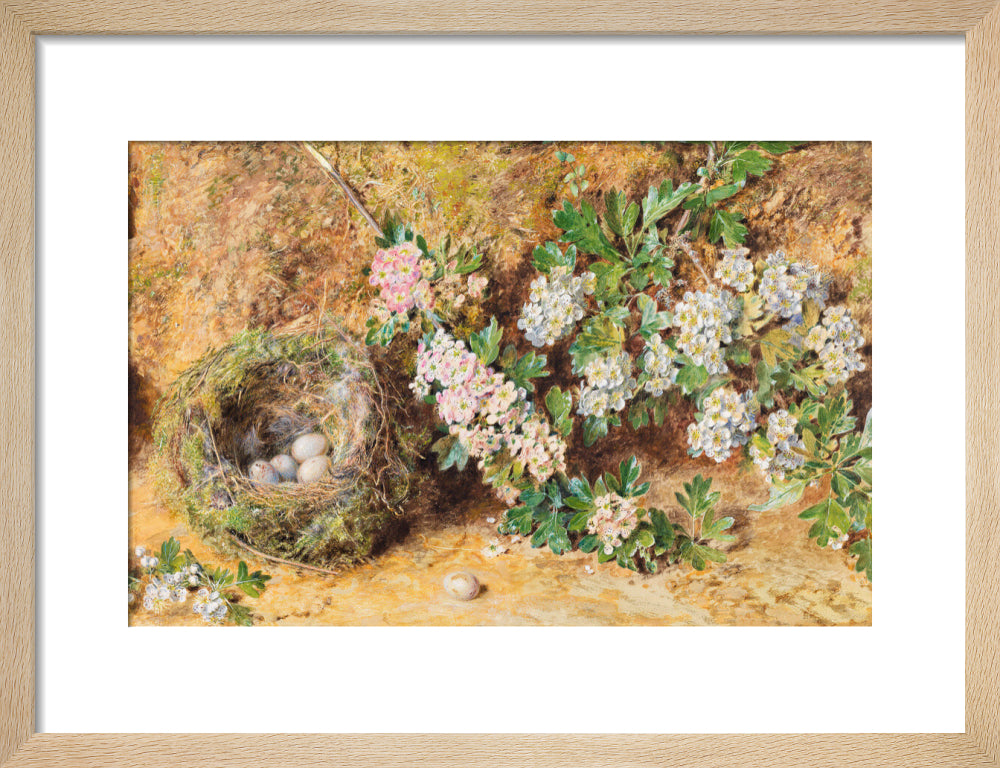 Chaffinch Nest and May Blossom (art print, small, natural)