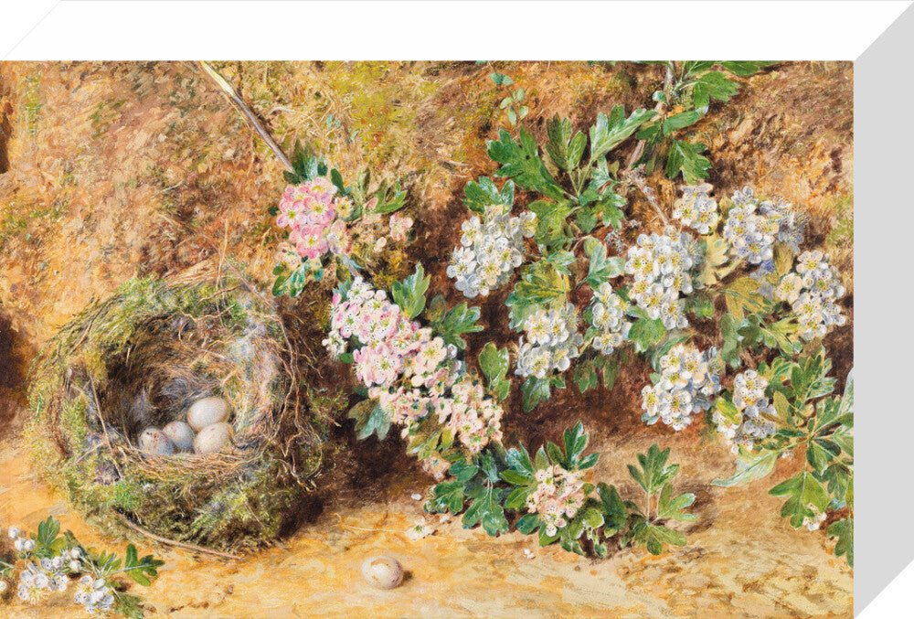 Chaffinch Nest and May Blossom (stretched canvas, small, unframed)