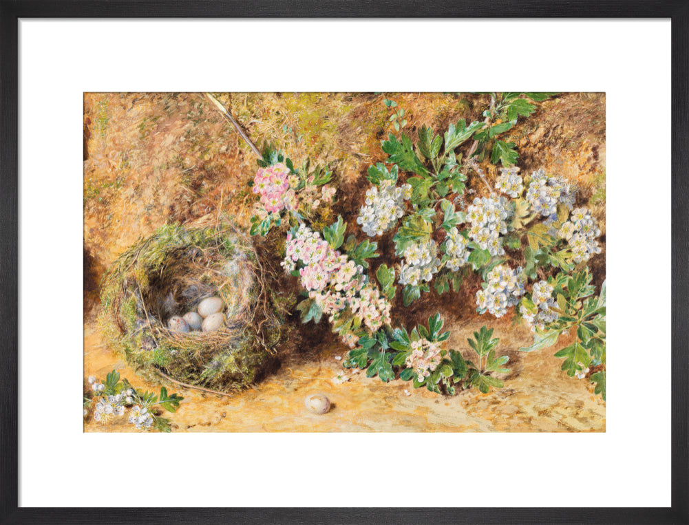 Chaffinch Nest and May Blossom (art print, medium, black)