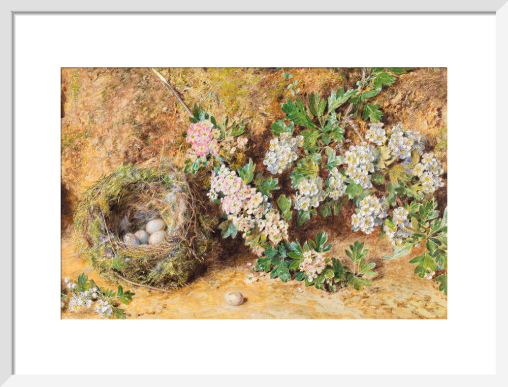 Chaffinch Nest and May Blossom (art print, medium, white)