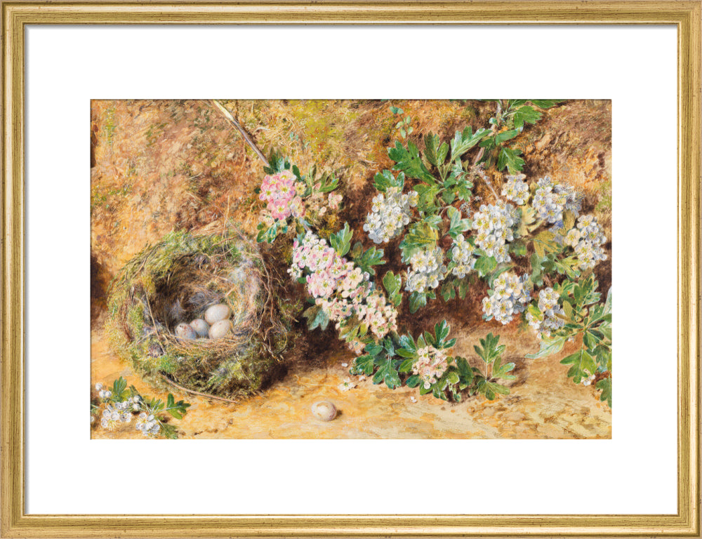 Chaffinch Nest and May Blossom (art print, medium, gold)