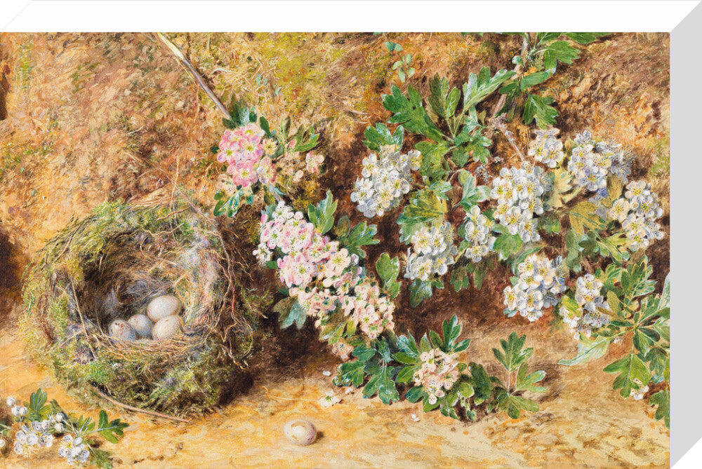 Chaffinch Nest and May Blossom (stretched canvas, medium, unframed)