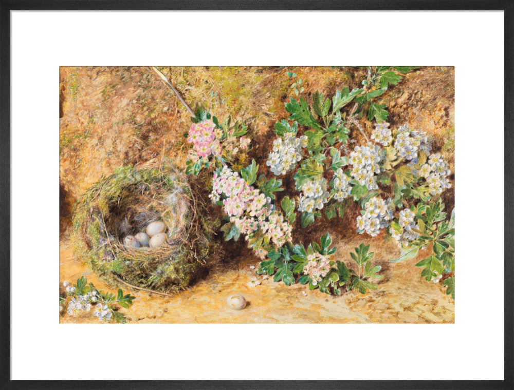 Chaffinch Nest and May Blossom (art print, large, black)