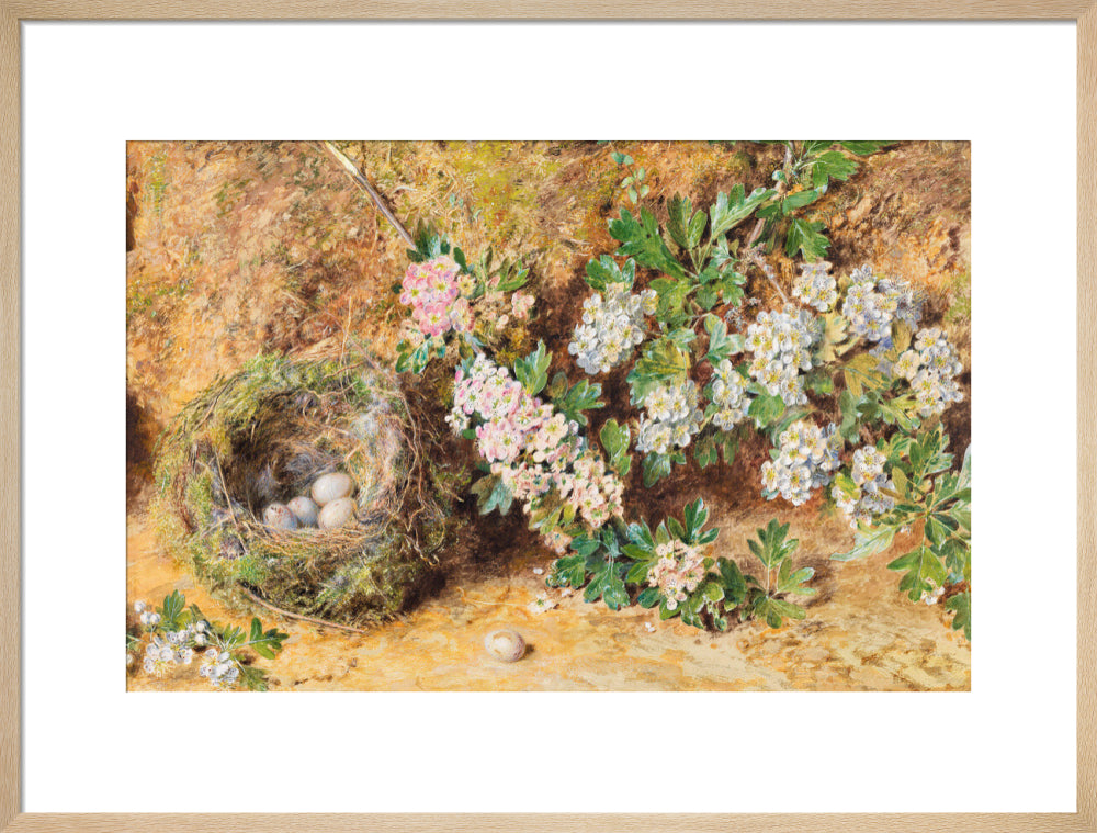 Chaffinch Nest and May Blossom (art print, large, natural)