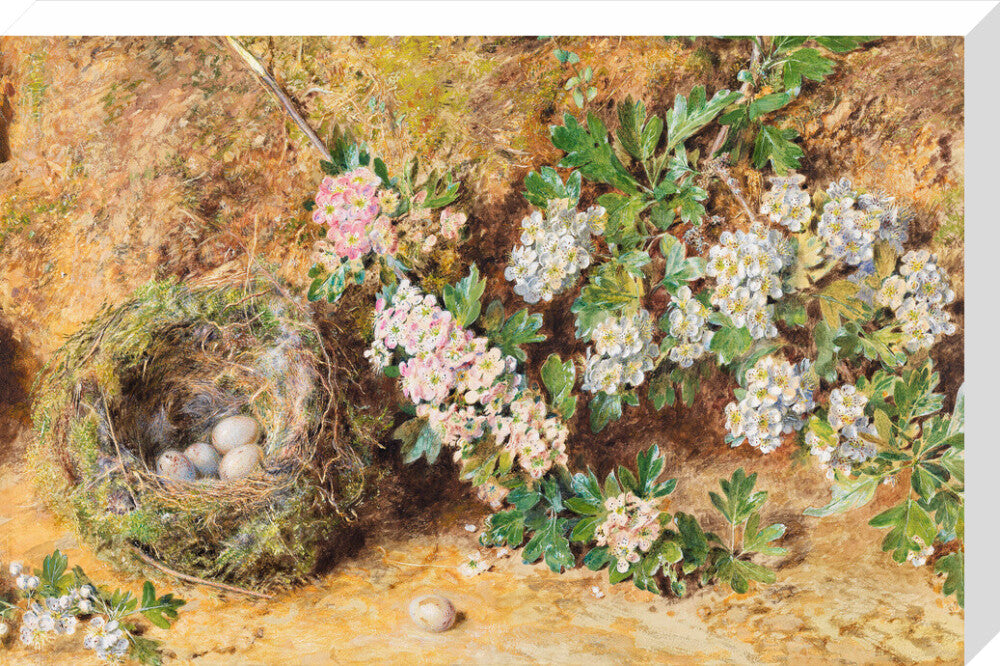 Chaffinch Nest and May Blossom (stretched canvas, large, unframed)