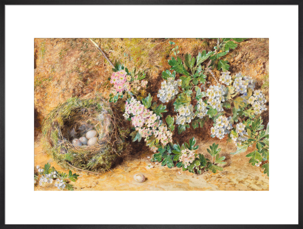 Chaffinch Nest and May Blossom (art print, extra large, black)
