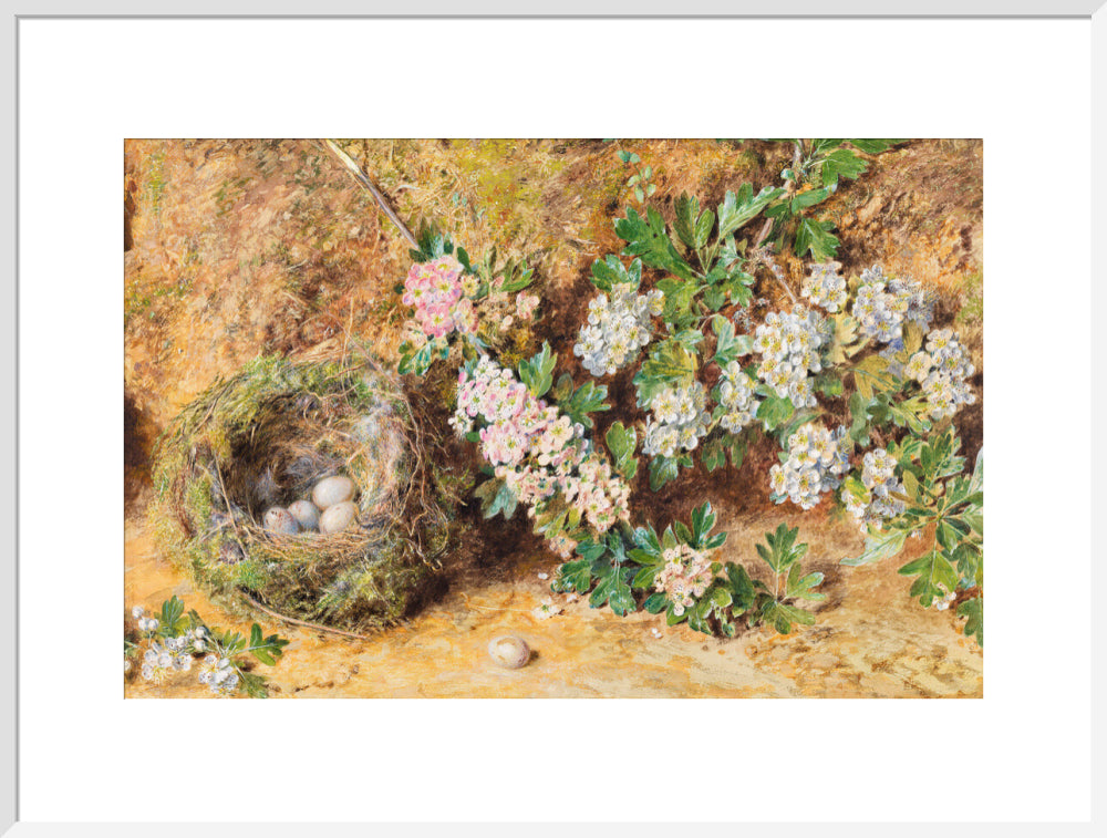 Chaffinch Nest and May Blossom (art print, extra large, white)