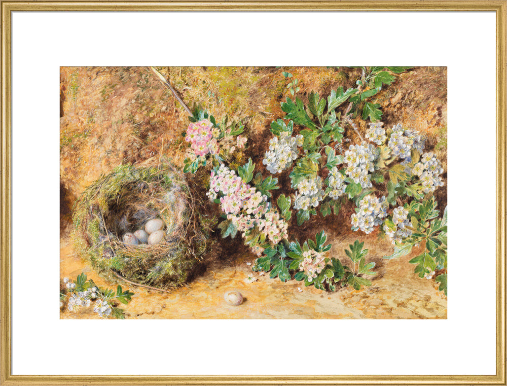 Chaffinch Nest and May Blossom (art print, extra large, gold)