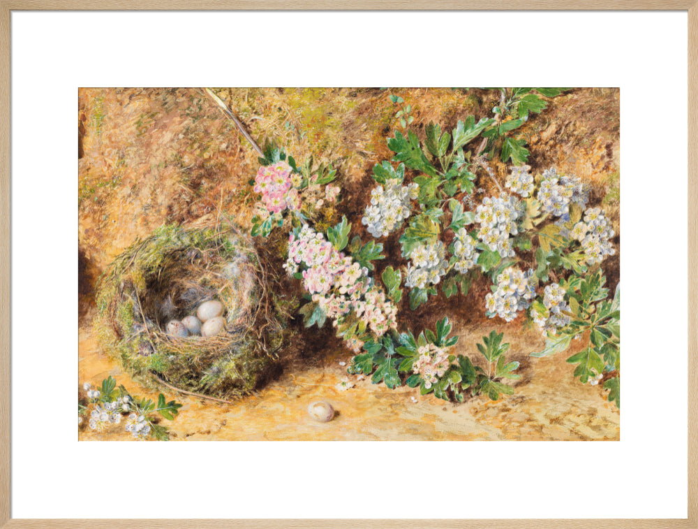 Chaffinch Nest and May Blossom (art print, extra large, natural)