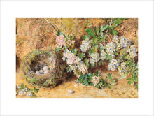 Load image into Gallery viewer, William Henry Hunt, Chaffinch Nest and May Blossom

