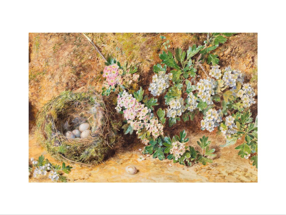William Henry Hunt, Chaffinch Nest and May Blossom (art print, small, unframed)