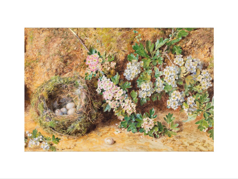 Chaffinch Nest and May Blossom (art print, large, unframed)