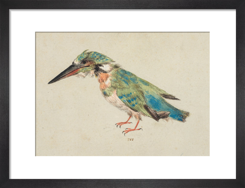Kingfisher (art print, small, black)