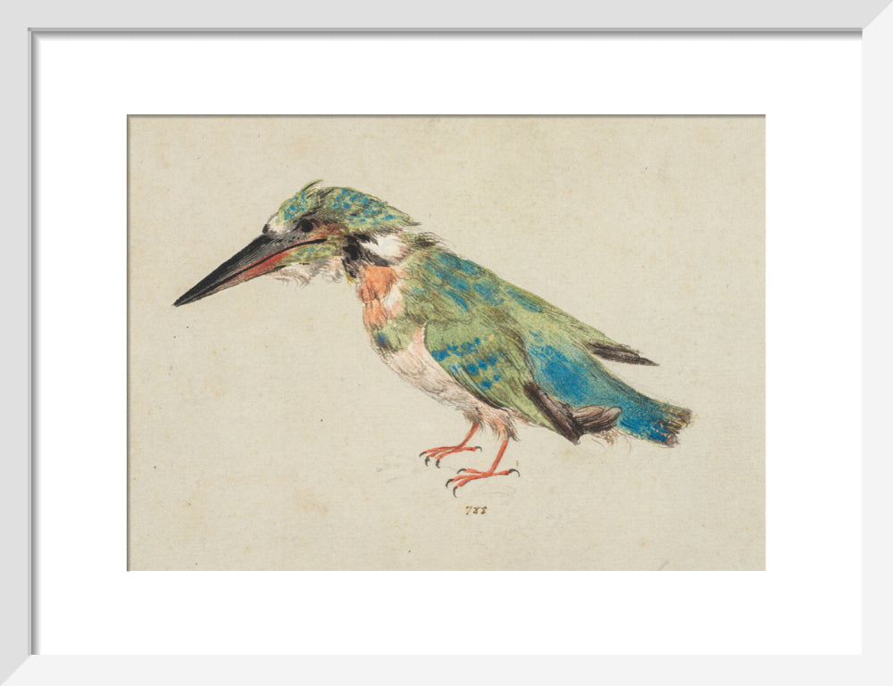 Kingfisher (art print, small, white)