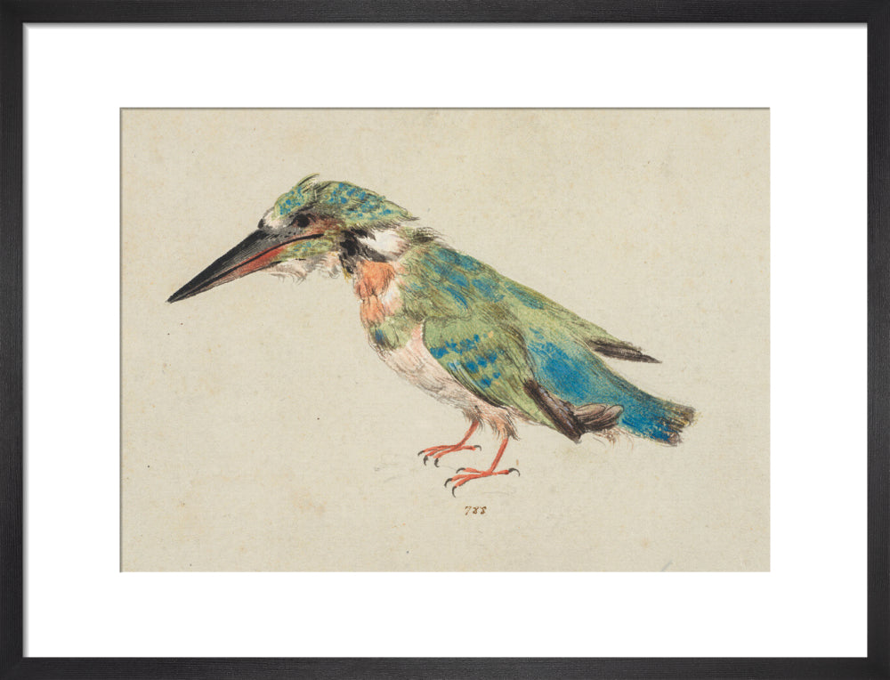 Kingfisher (art print, medium, black)