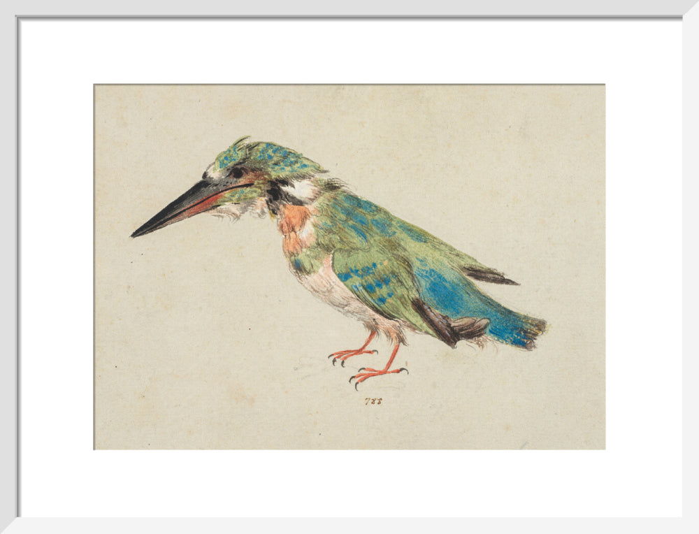 Kingfisher (art print, medium, white)