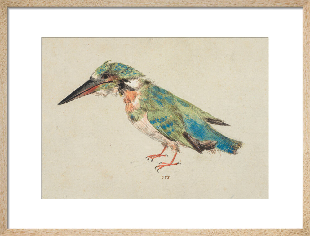 Kingfisher (art print, medium, natural)