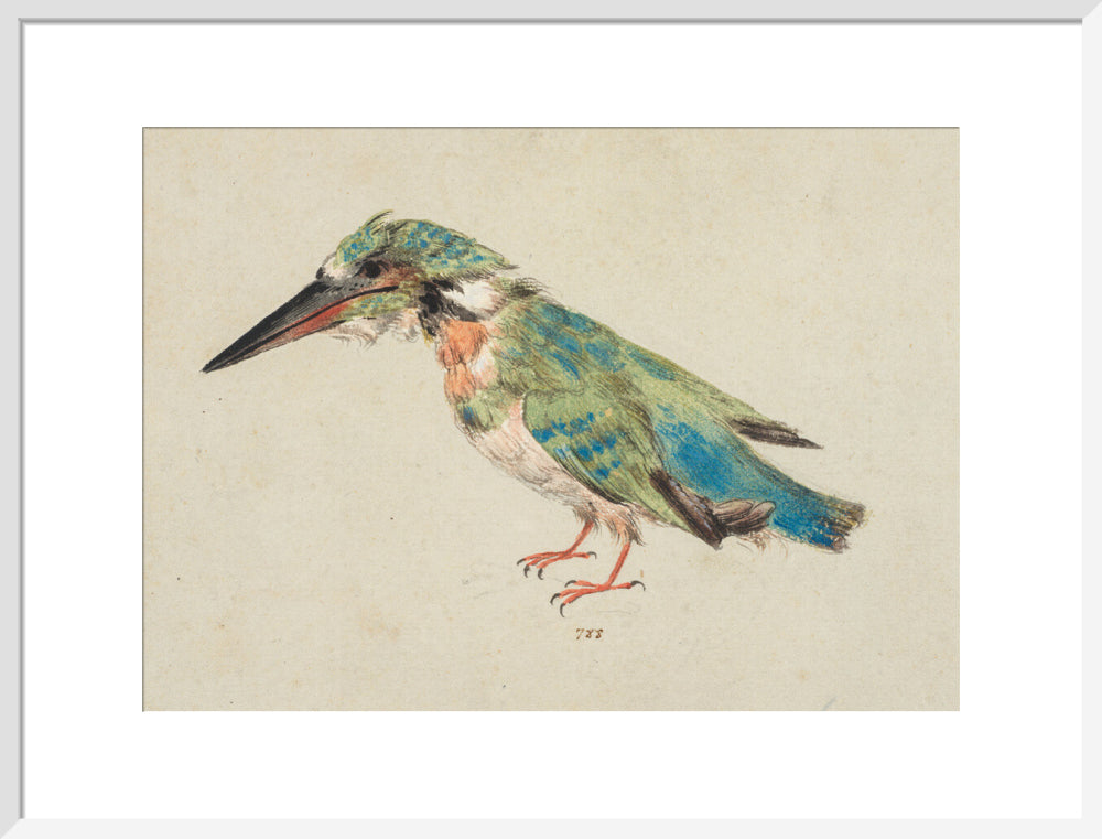Kingfisher (art print, large, white)