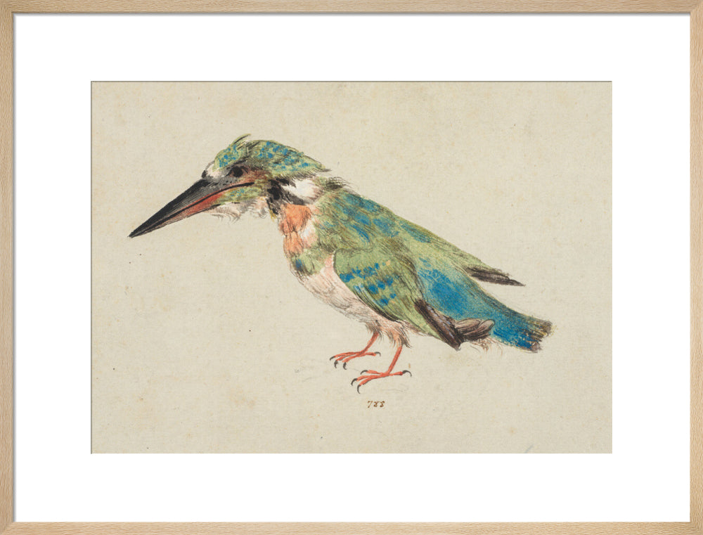 Kingfisher (art print, large, natural)