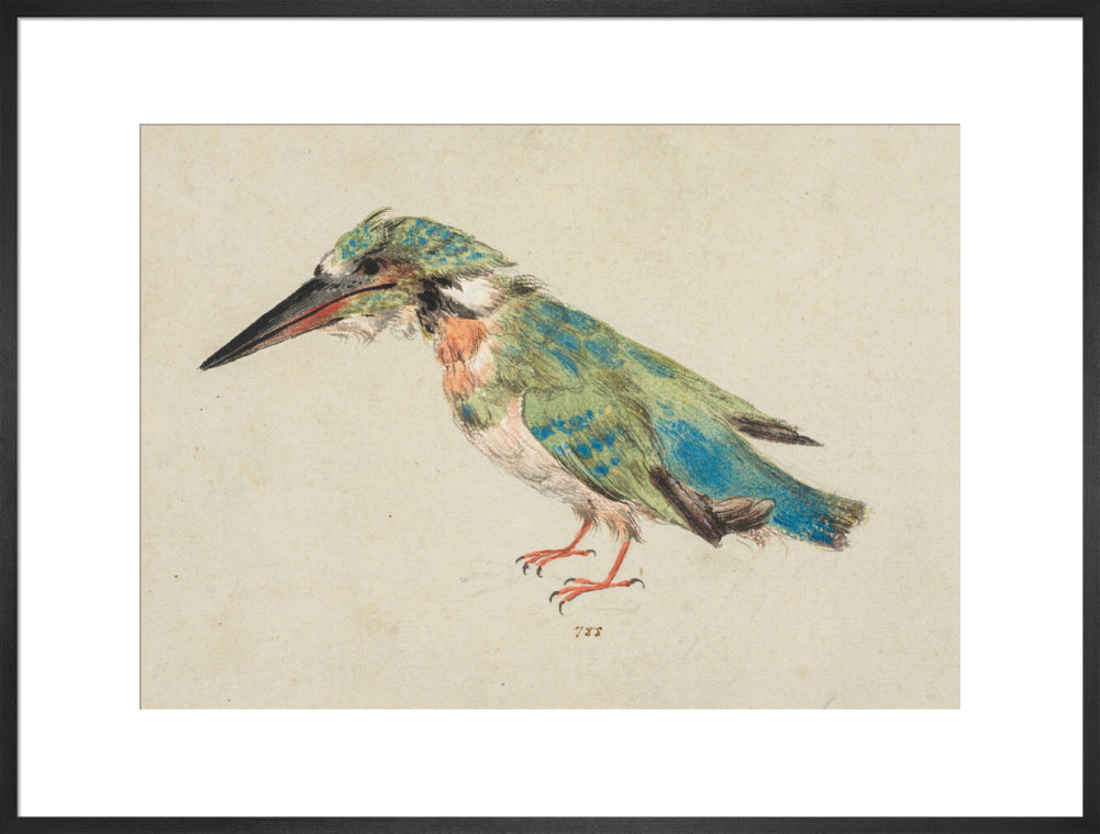 Kingfisher (art print, extra large, black)