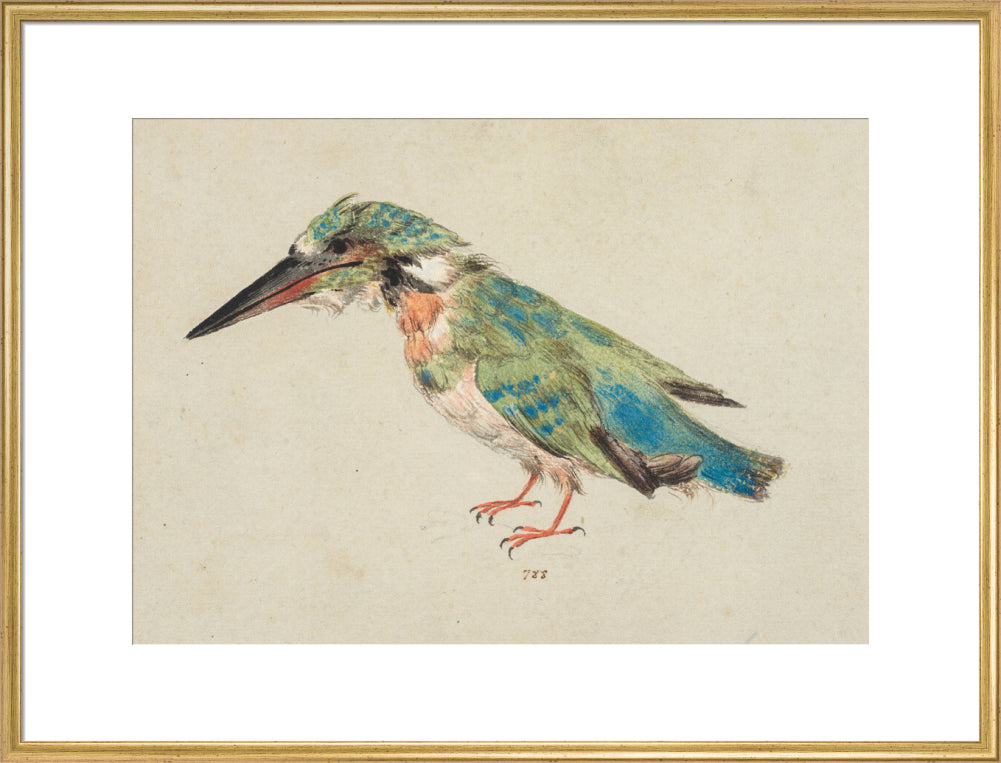 Kingfisher (art print, extra large, gold)