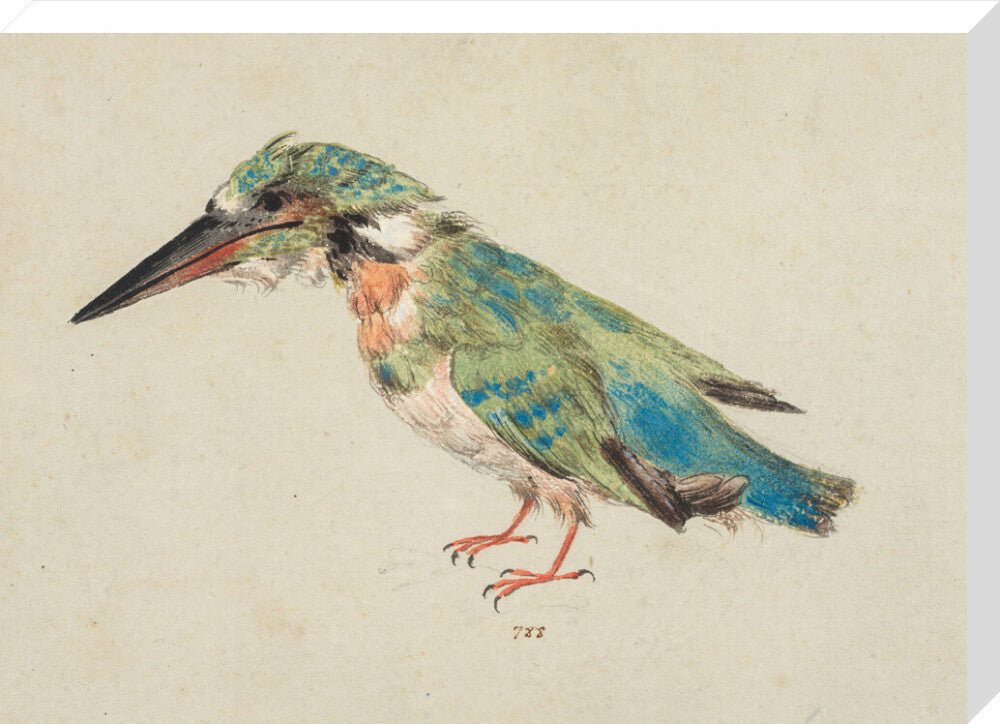 Kingfisher (stretched canvas, large, unframed)