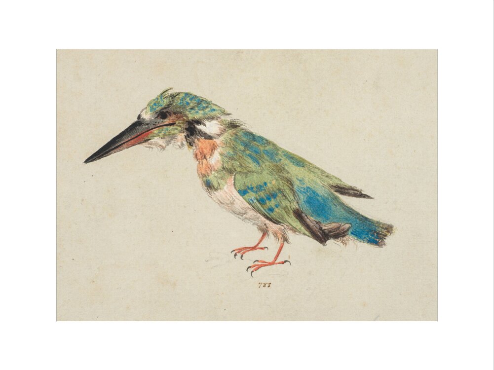 Kingfisher (art print, small, unframed)