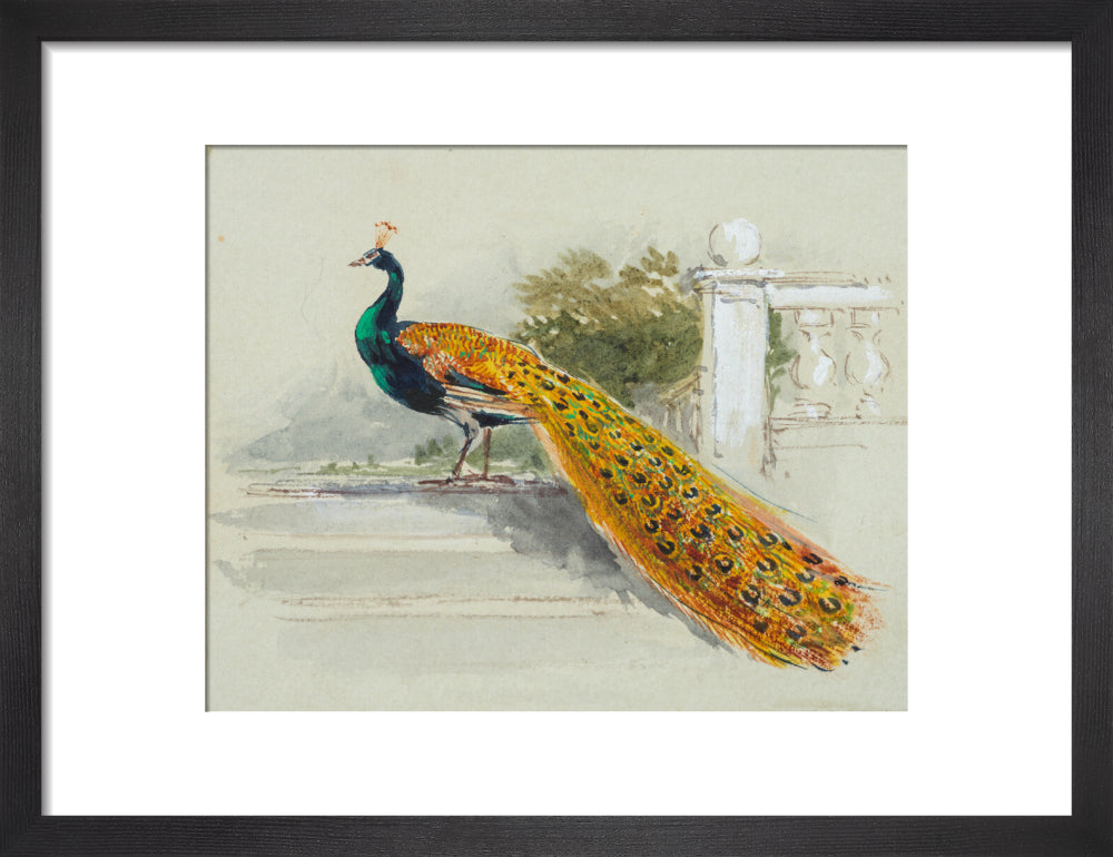 Peacock (art print, small, black)