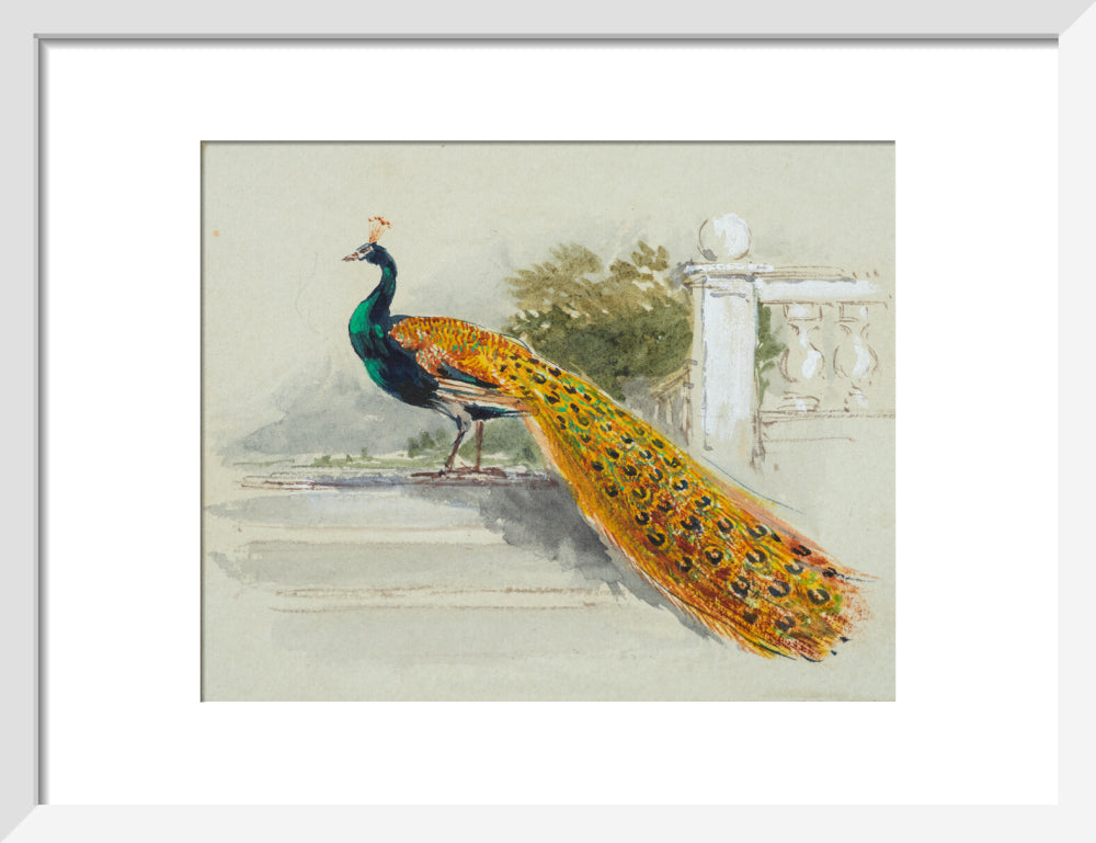 Peacock (art print, small, white)
