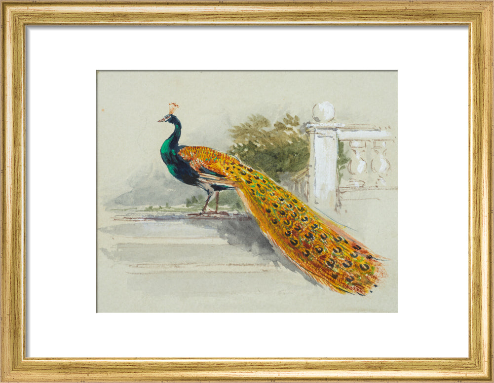 Peacock (art print, small, gold)