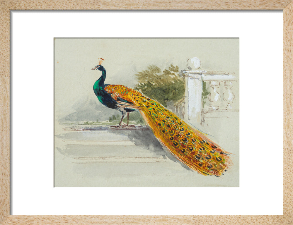 Peacock (art print, small, natural)
