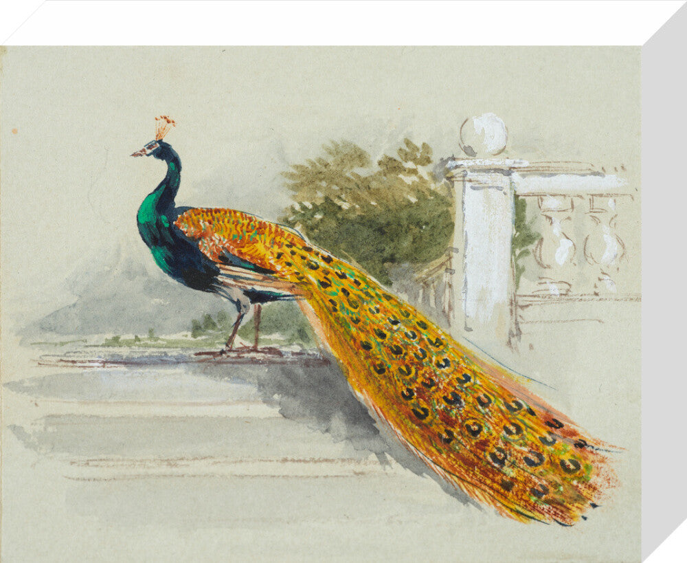 Peacock (stretched canvas, small, unframed)