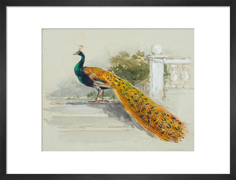 Peacock (art print, medium, black)