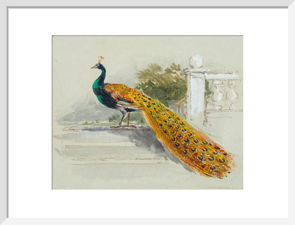 Peacock (art print, medium, white)