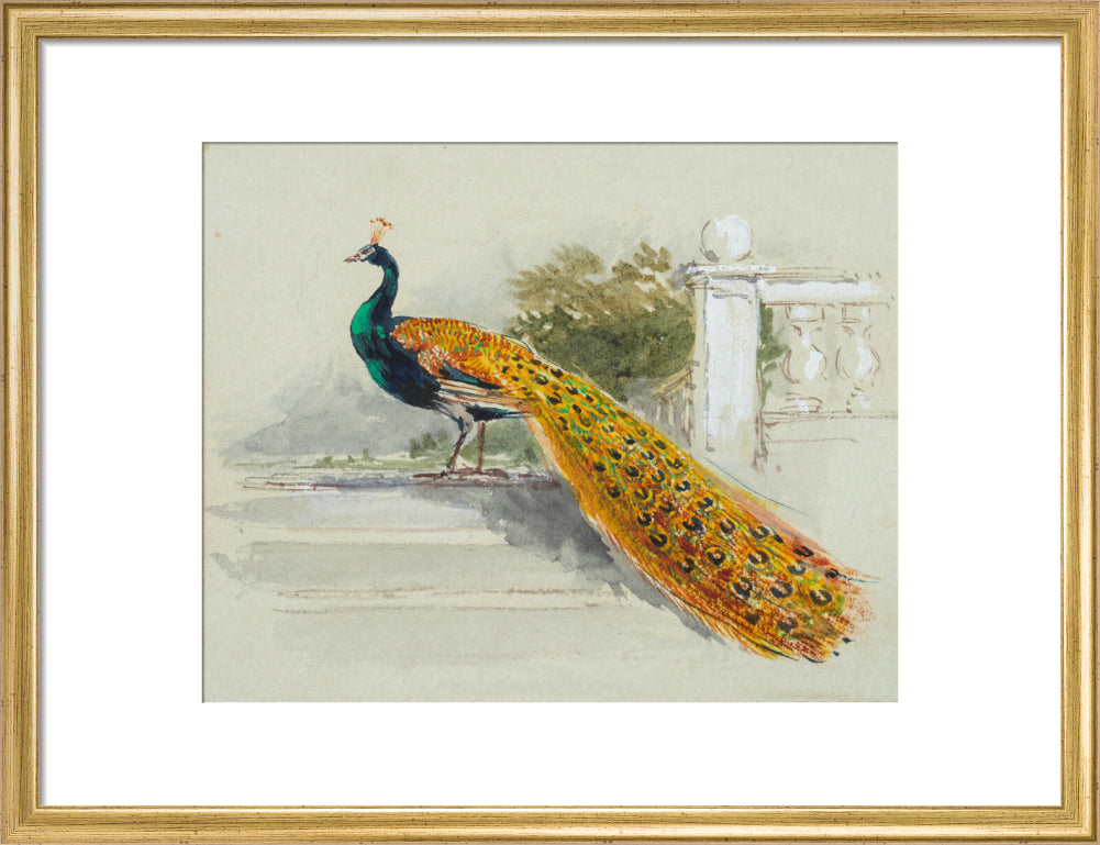 Peacock (art print, medium, gold)