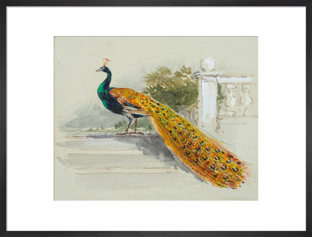 Peacock (art print, large, black)